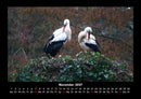 Welt der Vögel Fotokalender 2027 - 11