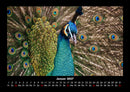 Welt der Vögel Fotokalender 2027 - 1