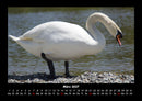 Welt der Vögel Fotokalender 2027 - 3