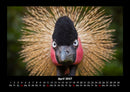 Welt der Vögel Fotokalender 2027 - 4