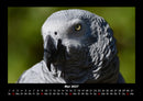 Welt der Vögel Fotokalender 2027 - 5