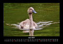 Welt der Vögel Fotokalender 2027 - 6