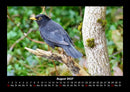 Welt der Vögel Fotokalender 2027 - 8