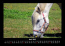 Die Welt der Pferde Fotokalender 2027 - 4