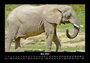 Der Elefantenkalender Fotokalender 2027 - 5