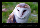 Welt der Vögel Fotokalender 2027 - 11