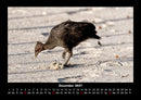 Welt der Vögel Fotokalender 2027 - 12