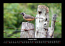 Welt der Vögel Fotokalender 2027 - 1