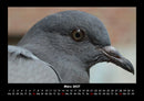 Welt der Vögel Fotokalender 2027 - 3