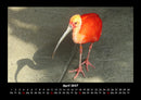 Welt der Vögel Fotokalender 2027 - 4