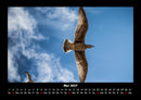Welt der Vögel Fotokalender 2027 - 5