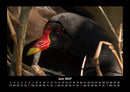 Welt der Vögel Fotokalender 2027 - 6