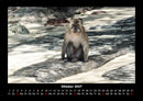 Zoobewohner Fotokalender 2027 - 10