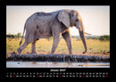 Zoobewohner Fotokalender 2027 - 1