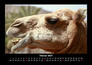Zoobewohner Fotokalender 2027 - 2