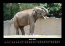 Zoobewohner Fotokalender 2027 - 4