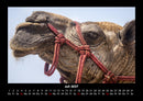 Zoobewohner Fotokalender 2027 - 7