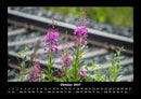 Blumenzauber Fotokalender 2027 - 10