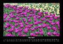 Blumenzauber Fotokalender 2027 - 5