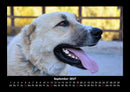 Hundezauber Fotokalender 2027 - 9