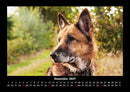 Hundezauber Fotokalender 2027 - 12