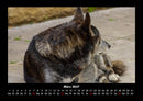 Hundezauber Fotokalender 2027 - 3