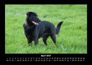 Hundezauber Fotokalender 2027 - 4