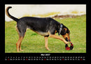 Hundezauber Fotokalender 2027 - 5