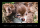 Hundezauber Fotokalender 2027 - 6
