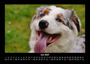 Hundezauber Fotokalender 2027 - 7