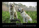Hundezauber Fotokalender 2027 - 11