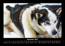 Hundezauber Fotokalender 2027 - 12