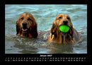 Hundezauber Fotokalender 2027 - 1