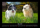 Hundezauber Fotokalender 2027 - 3