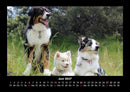 Hundezauber Fotokalender 2027 - 6