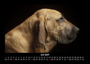 Hundezauber Fotokalender 2027 - 7