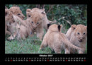 Tiere in der Wildnis Fotokalender 2027 - 10