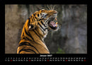 Tiere in der Wildnis Fotokalender 2027 - 1
