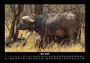 Tiere in der Wildnis Fotokalender 2027 - 5