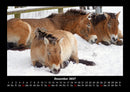 Die Welt der Pferde Fotokalender 2027 - 12