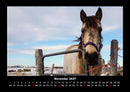 Welt der Pferde Fotokalender 2027 - 11