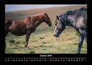 Welt der Pferde Fotokalender 2027 - 1
