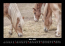 Welt der Pferde Fotokalender 2027 - 3