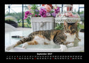 Für Katzenfreunde Fotokalender 2027 - 9