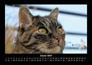 Für Katzenfreunde Fotokalender 2027 - 1