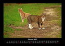 Für Katzenfreunde Fotokalender 2027 - 2