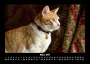 Für Katzenfreunde Fotokalender 2027 - 3