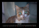 Für Katzenfreunde Fotokalender 2027 - 6