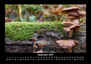Pilzkalender Fotokalender 2027 - 9