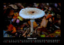 Pilzkalender Fotokalender 2027 - 10
